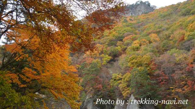 紅葉 サーキュラーPL 効果