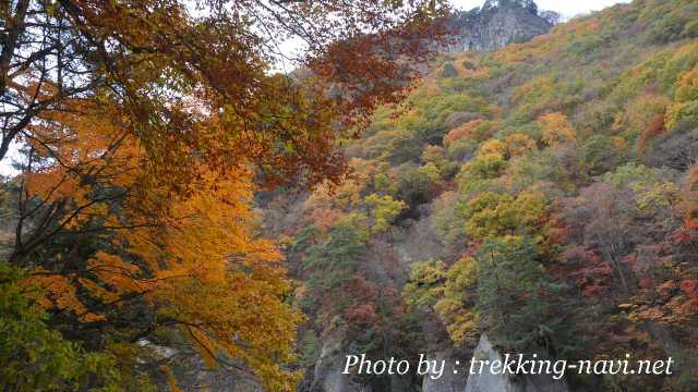 紅葉 サーキュラーPL 効果