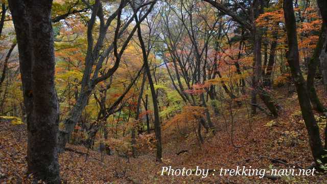 紅葉 風景写真