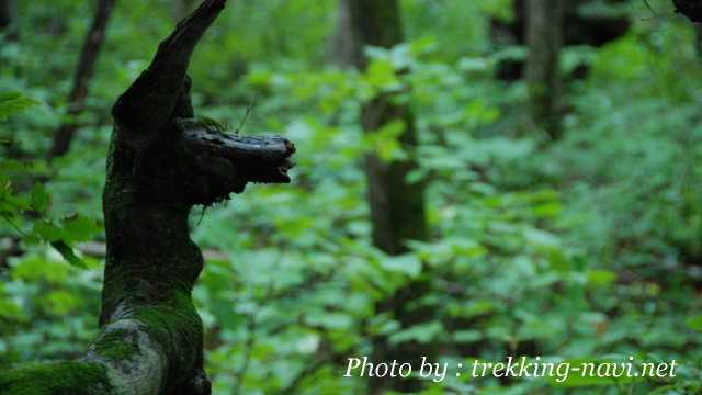 獅子ヶ鼻 湿原 ブナ 秋田