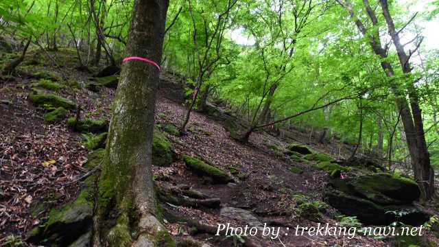 両神山 登山 樹海