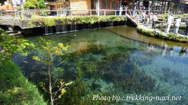 忍野八海 中池