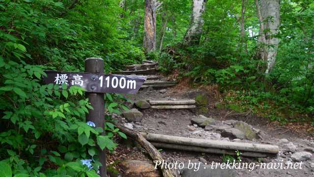 大山 登山道 トレッキング