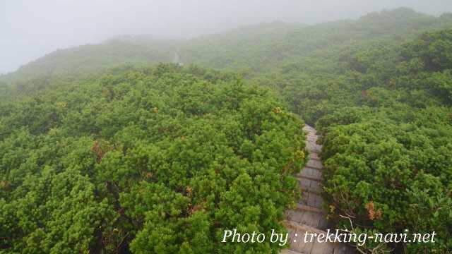 ダイセンキャラボク 大山 登山 天然記念物