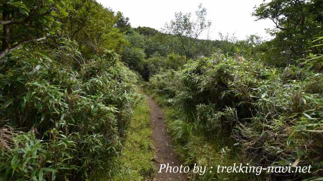 祖母山 雑木林 登山