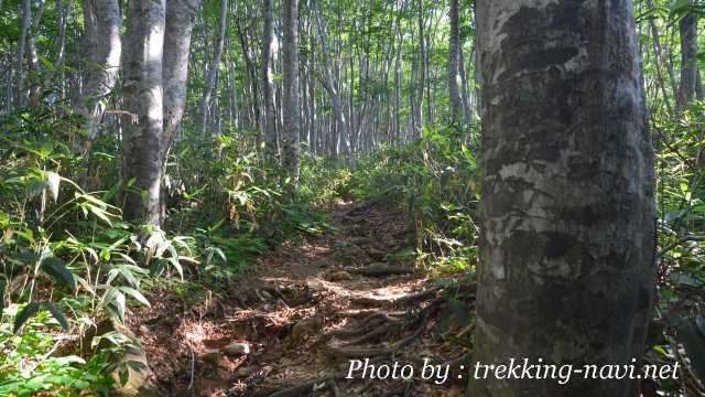 登山 おにぎり ダンボー